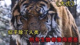 韩国大虎手机在线观看,在线观看揭秘神秘科技力量 第1张 韩国大虎手机在线观看,在线观看揭秘神秘科技力量 第1张